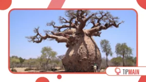 Why the Baobab Tree Is Called the “Tree of Life” in Africa