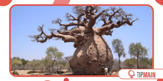 Why the Baobab Tree Is Called the “Tree of Life” in Africa