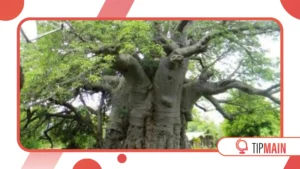 Palaver Trees: Spaces of Justice and Community Debate