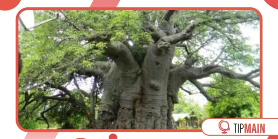 Palaver Trees: Spaces of Justice and Community Debate