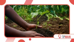 African Cultural Responses to Environmental Change